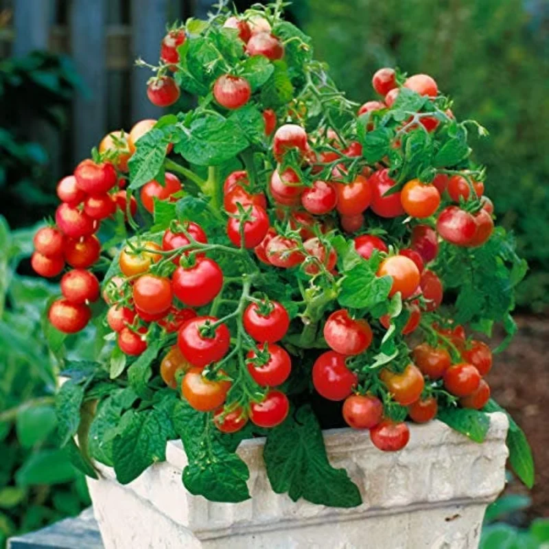 100 Heirloom Tomato Seeds for Planting Outdoors, Garden Vegetable Seeds - Cherry Tomato