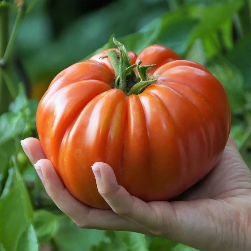 100 Heirloom Tomato Seeds for Planting Outdoors, Garden Vegetable Seeds - Brandywine Tomato