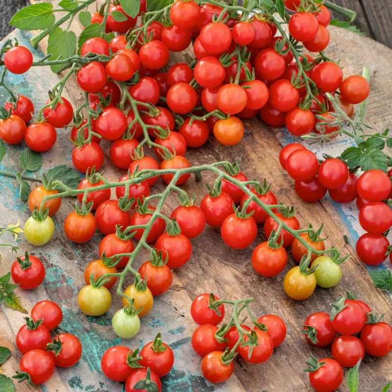 100 Heirloom Tomato Seeds for Planting Outdoors, Garden Vegetable Seeds - Tiny Tim Tomato