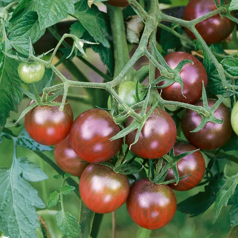 100 Heirloom Tomato Seeds for Planting Outdoors, Garden Vegetable Seeds - Chocolate Tomato