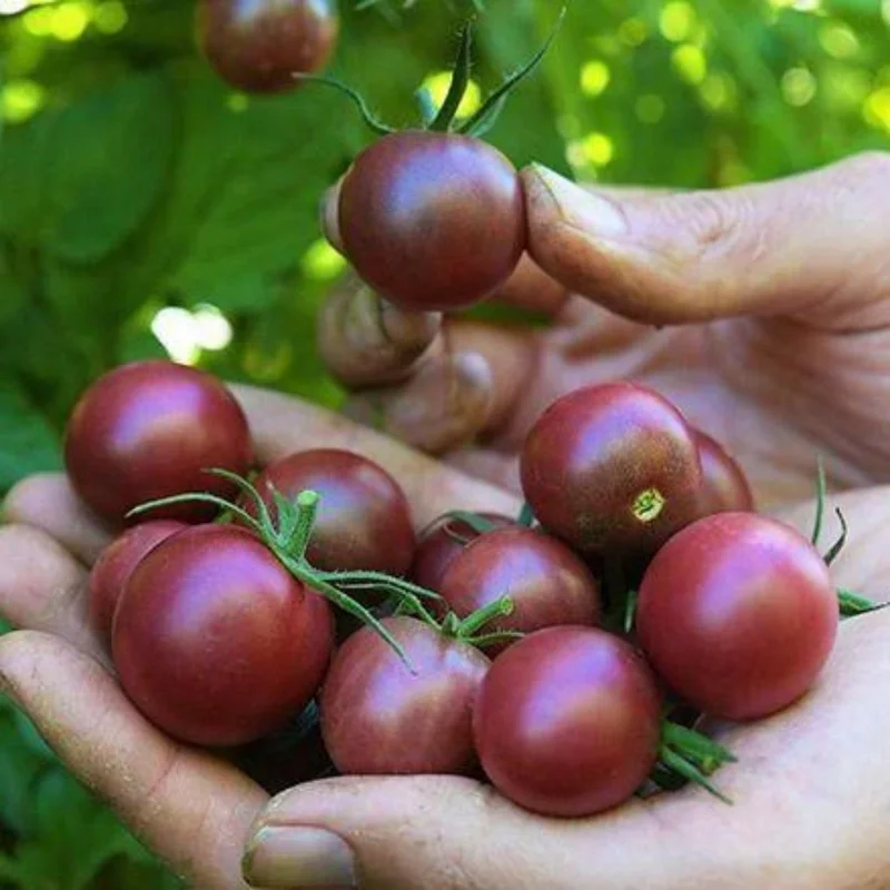 100 Heirloom Tomato Seeds for Planting Outdoors, Garden Vegetable Seeds - Chocolate Tomato