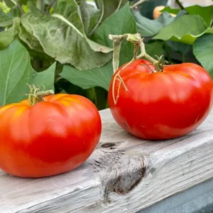 50 Heirloom Tomato Seeds for Planting Outdoors, Garden Vegetable Seeds - Beefsteak Tomato
