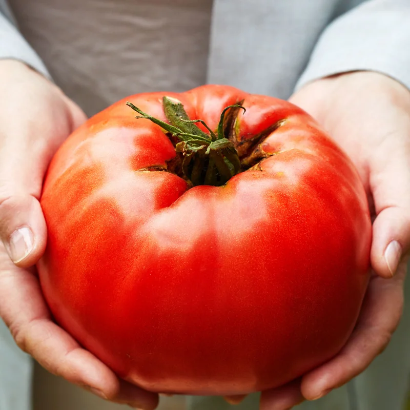 50 Heirloom Tomato Seeds for Planting Outdoors, Garden Vegetable Seeds - Beefsteak Tomato