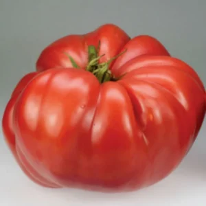 50 Heirloom Tomato Seeds for Planting Outdoors, Garden Vegetable Seeds - Beefsteak Tomato