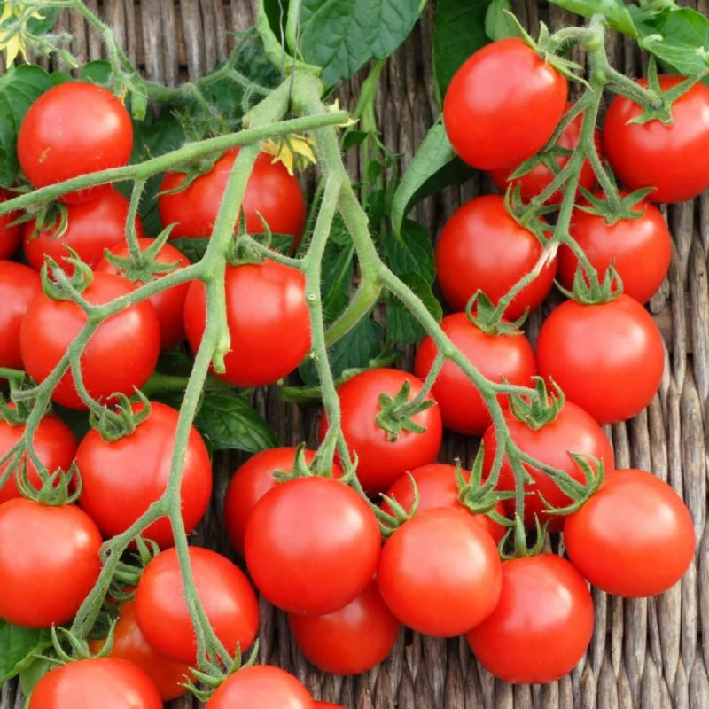 50 Heirloom Tomato Seeds for Planting Outdoors, Garden Vegetable Seeds - Cherry Tomato