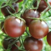50 Heirloom Tomato Seeds for Planting Outdoors, Garden Vegetable Seeds - Black Cherry Tomato