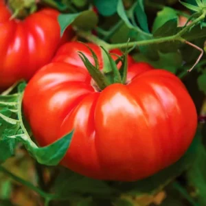 Set of 2 Beefsteak Tomato Plants - 6 to 10 Inches Tall, Live Tomato Plants for Garden, High-Yielding, 60+ Days Old, Welll Rooted