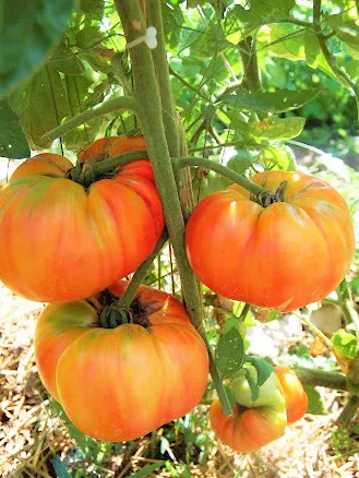 Set of 2 Rare Old German Tomato Plants - 6 to 10 Inches Tall, Live Tomato Plants for Garden, High-Yielding, 60+ Days Old, Welll Rooted