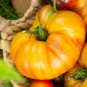 Set of 2 Rare Old German Tomato Plants - 6 to 10 Inches Tall, Live Tomato Plants for Garden, High-Yielding, 60+ Days Old, Welll Rooted