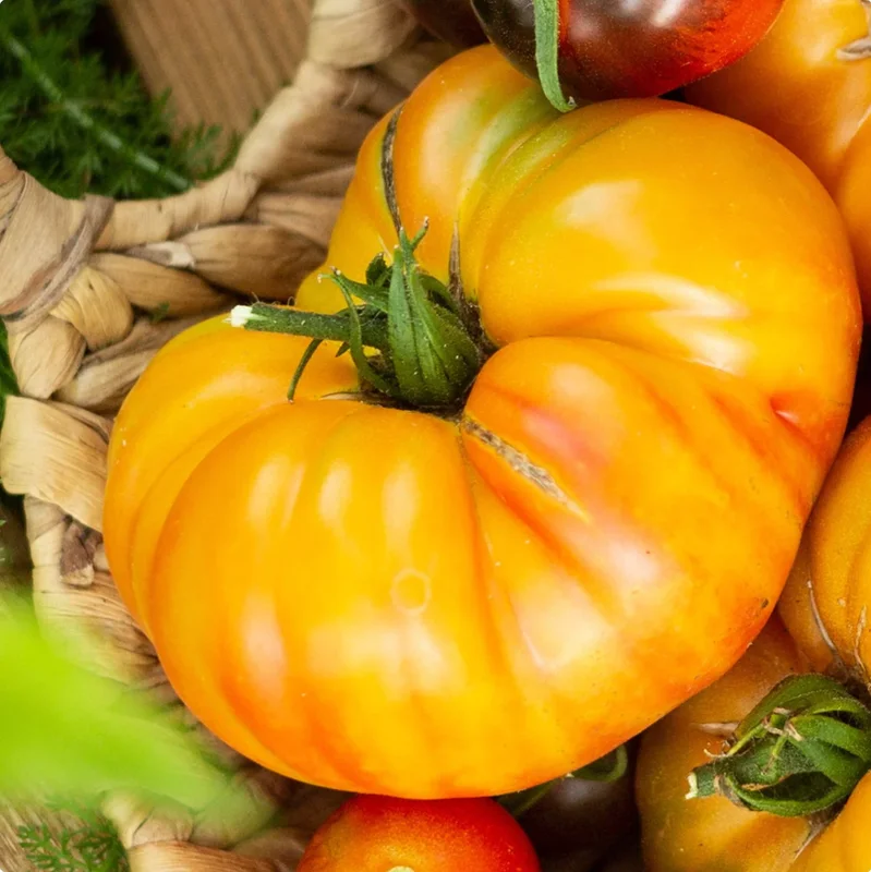 Set of 2 Rare Old German Tomato Plants - 6 to 10 Inches Tall, Live Tomato Plants for Garden, High-Yielding, 60+ Days Old, Welll Rooted