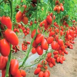 Set of 2 Plum Tomato Plants - 6 to 10 Inches Tall, Live Tomato Plants for Garden, High-Yielding, 60+ Days Old, Welll Rooted