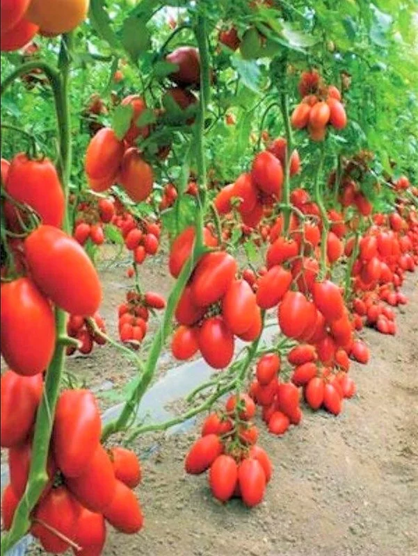 Set of 2 Plum Tomato Plants - 6 to 10 Inches Tall, Live Tomato Plants for Garden, High-Yielding, 60+ Days Old, Welll Rooted