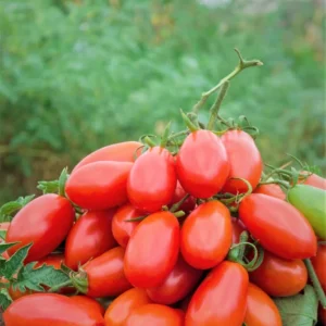 Set of 2 Plum Tomato Plants - 6 to 10 Inches Tall, Live Tomato Plants for Garden, High-Yielding, 60+ Days Old, Welll Rooted