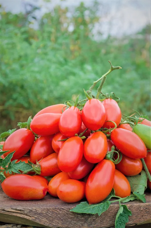 Set of 2 Plum Tomato Plants - 6 to 10 Inches Tall, Live Tomato Plants for Garden, High-Yielding, 60+ Days Old, Welll Rooted