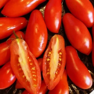 Set of 2 Plum Tomato Plants - 6 to 10 Inches Tall, Live Tomato Plants for Garden, High-Yielding, 60+ Days Old, Welll Rooted