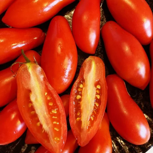 Set of 2 Plum Tomato Plants - 6 to 10 Inches Tall, Live Tomato Plants for Garden, High-Yielding, 60+ Days Old, Welll Rooted