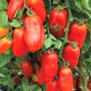 Set of 2 Plum Tomato Plants - 6 to 10 Inches Tall, Live Tomato Plants for Garden, High-Yielding, 60+ Days Old, Welll Rooted