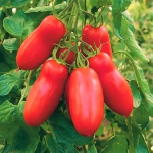 Set of 4 Plum Tomato Plants - 6 to 10 Inches Tall, Tomato Tree Plant , Live Tomato Plants for Garden, High-Yielding, 60+ Days Old