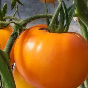 Rare Old German Tomato Plants - Lot 4 Plants, 6