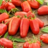San Marzano Tomato Plants - Lot 4 Plants, 6"-10" Tall, Live Tomato Plants for Garden, 60+ Days Old
