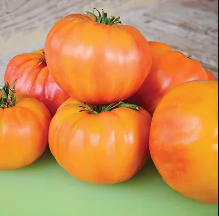 Rare Old German Tomato Plants - Lot 4 Plants, 6"-10" Tall, Live Tomato Plants for Garden, 60+ Days Old