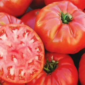 Mortgage Lifter Tomato Plants - Lot 4 Plants, 6