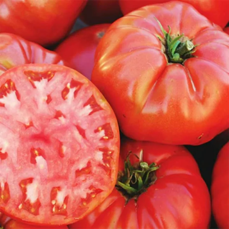 Mortgage Lifter Tomato Plants - Lot 4 Plants, 6"-10" Tall, Live Tomato Plants for Garden, 60+ Days Old