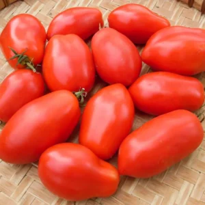 Plum Tomato Plants - Lot 4 Plants, 6
