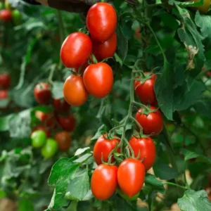 Plum Tomato Plants - Lot 4 Plants, 6