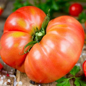 Mortgage Lifter Tomato Plants - Lot 4 Plants, 6