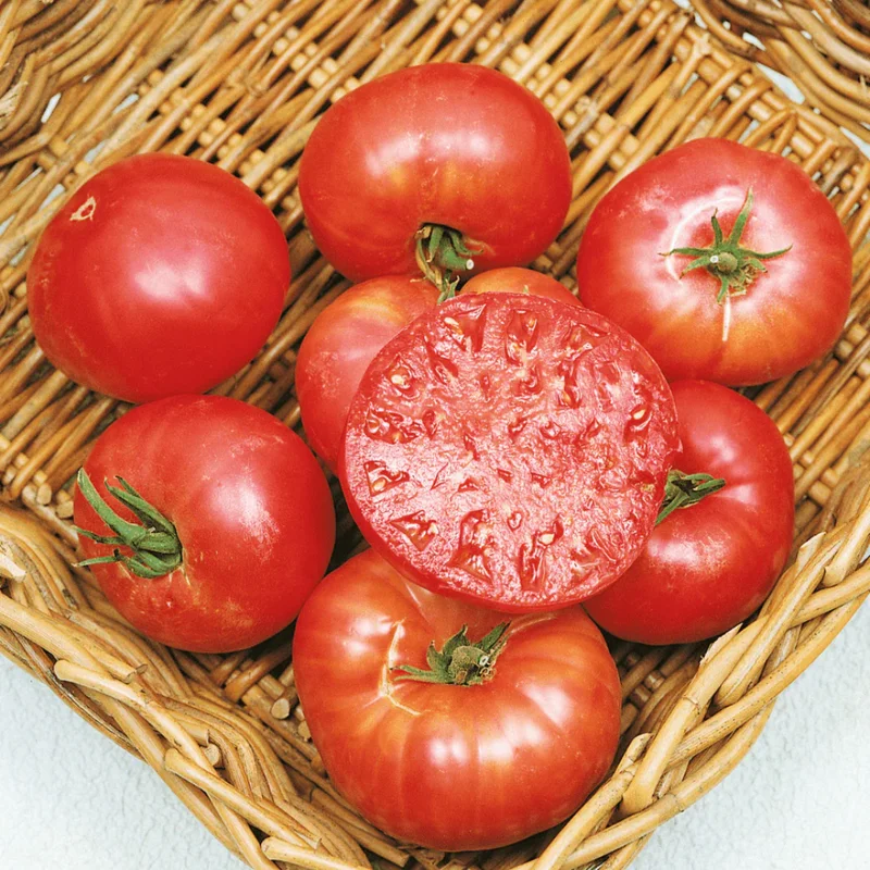 Mortgage Lifter Tomato Plants - Lot 4 Plants, 6"-10" Tall, Live Tomato Plants for Garden, 60+ Days Old