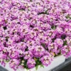 Purple Alyssum Plant Live, Sweet Alyssum Flowers Plant 8 Inc Tall, in 3 Inch Pot, Alyssum Perennial Flower Beds Garden
