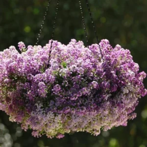 Purple Alyssum Plant Live, Sweet Alyssum Flowers Plant 8 Inc Tall, in 3 Inch Pot, Alyssum Perennial Flower Beds Garden