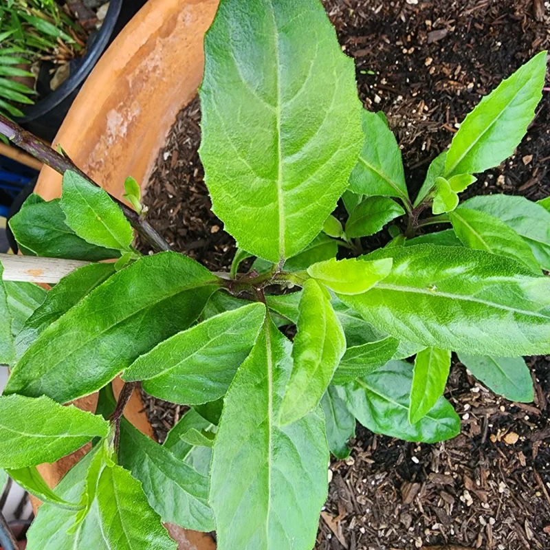 2 Longevity Spinach Live Plants, Spinach Plants From 4 Inches Tall No Pot, Live Vegetable Plants, Vegetable Plants Live For Planting