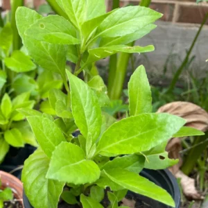 2 Longevity Spinach Live Plants, Spinach Plants From 4 Inches Tall No Pot, Live Vegetable Plants, Vegetable Plants Live For Planting