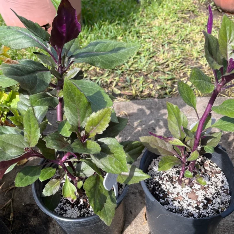 2 Okinawa Spinach 4 To 5 Inches Bareroot, Spinach Plant Live For Planting, Live Vegetable Plant Outdoor