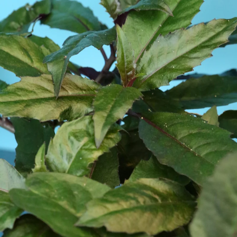 2 Okinawa Spinach 4 To 5 Inches Bareroot, Spinach Plant Live For Planting, Live Vegetable Plant Outdoor