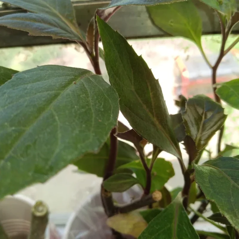 2 Okinawa Spinach 4 To 5 Inches Bareroot, Spinach Plant Live For Planting, Live Vegetable Plant Outdoor