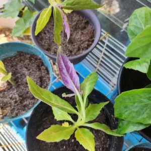 2 Okinawa Spinach 4 To 5 Inches Bareroot, Spinach Plant Live For Planting, Live Vegetable Plant Outdoor