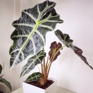 Alocasia Plant, Live Plant Alocasia House Plant 2 Feet Height No Pot, Live Indoor House Plant
