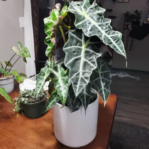 Alocasia Plant, Live Plant Alocasia House Plant 2 Feet Height No Pot, Live Indoor House Plant