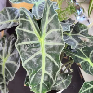 Alocasia Plant, Live Plant Alocasia House Plant 2 Feet Height No Pot, Live Indoor House Plant