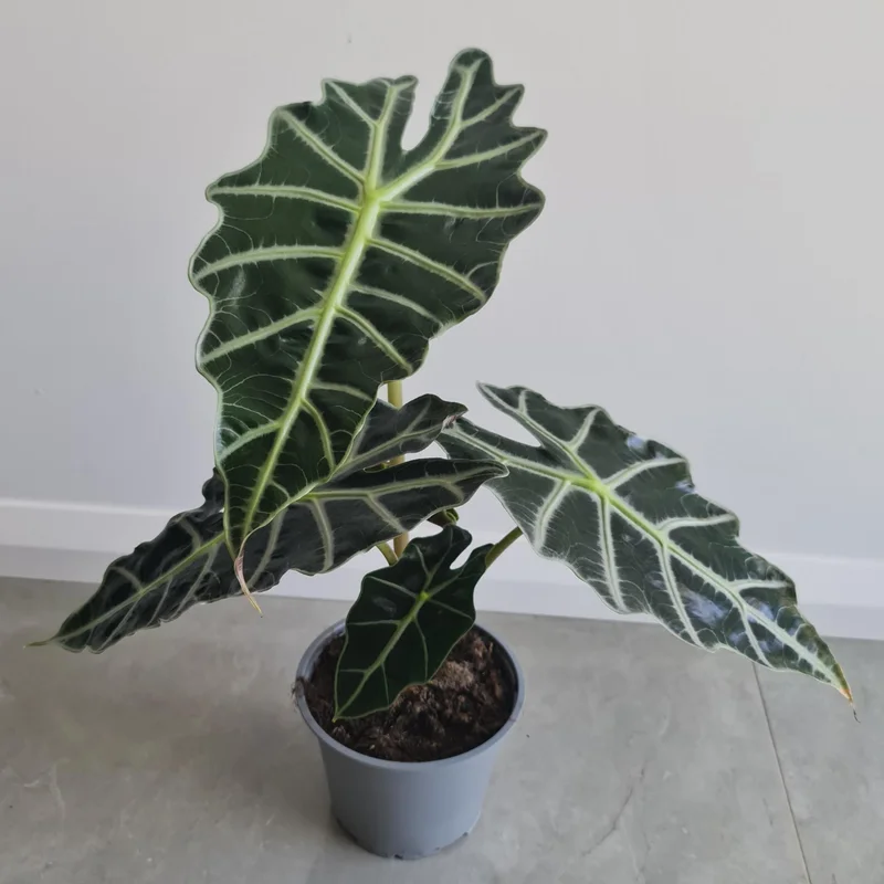 Alocasia Plant, Live Plant Alocasia House Plant 2 Feet Height No Pot, Live Indoor House Plant