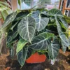 Alocasia Live Plant, Alocasia Black Velvet Plant Live, Rare Alocasia Plant Bareroot, Plant Live Houseplants
