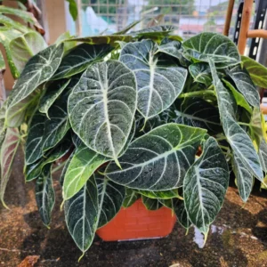 Alocasia Live Plant, Alocasia Black Velvet Plant Live, Rare Alocasia Plant Bareroot, Plant Live Houseplants