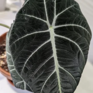 Alocasia Live Plant, Alocasia Black Velvet Plant Live, Rare Alocasia Plant Bareroot, Plant Live Houseplants