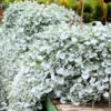 Dichondra Silver Live Plant 6 To 7 Inches Height 3 Inches Potted, Dichondra Silver Live Perennials Plant, Vining Plant Live