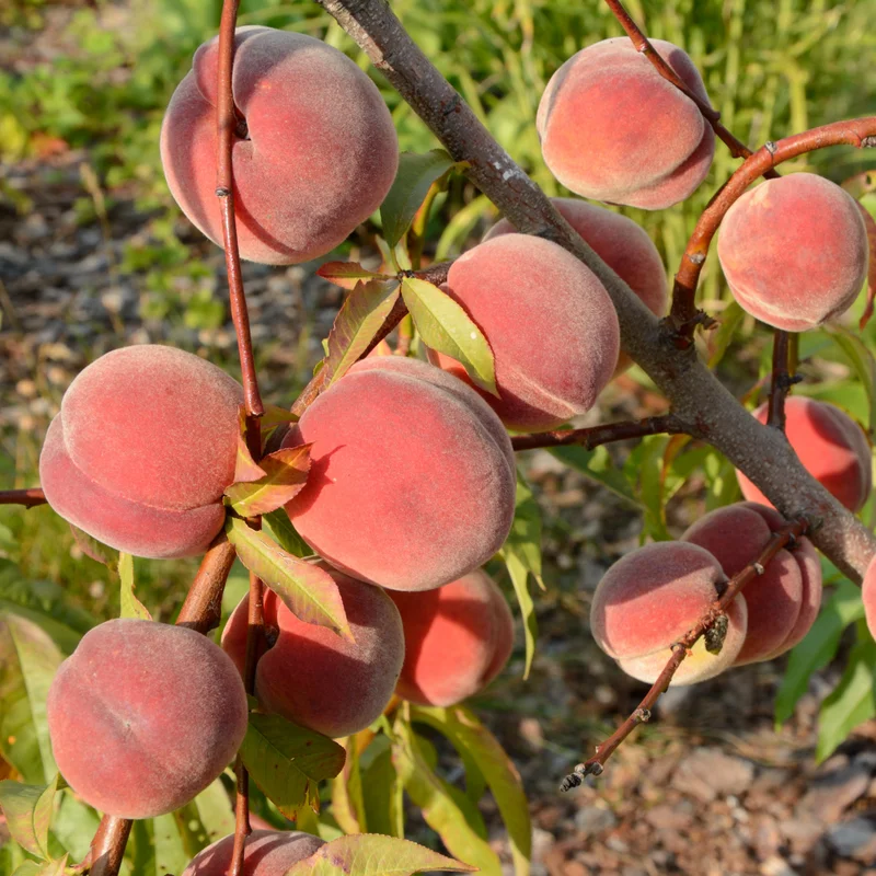 Peach Tree, Red Peach Tree, Peach Fruit Tree, 2 to 3 Feet Tall Live In Pot Tree