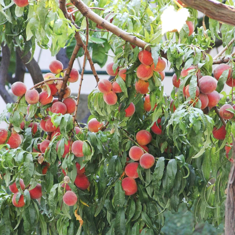 Peach Tree, Red Peach Tree, Peach Fruit Tree, 2 to 3 Feet Tall Live In Pot Tree