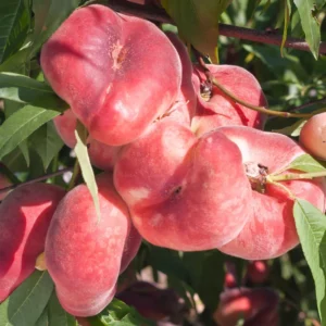 Peach Tree Live Plant, Donut Peach Tree Plant, Peach Tree Live From 2 Feet Height Potted For Growing